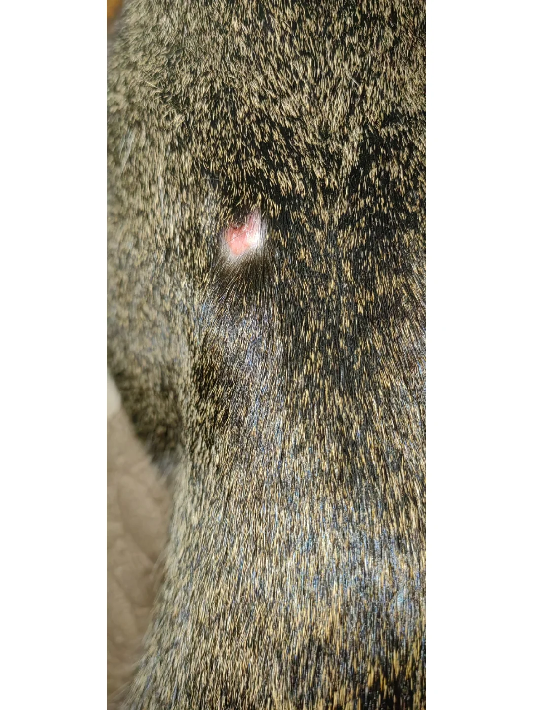 开云官网首页-"鯾8*2?镩?痢j"諑埶C莟D的简单介绍